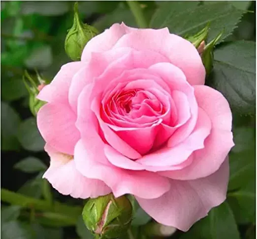 عکس افسون خواننده سریال ستاره شمالی