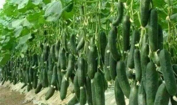 عکس کاشت خیار