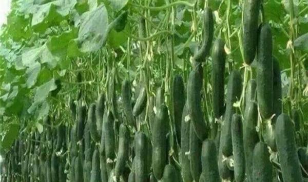 عکس کاشت خیار