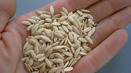 عکس کاشت خیار
