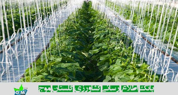عکس کاشت خیار
