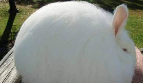 عکس حیوانات عجیب و غریب