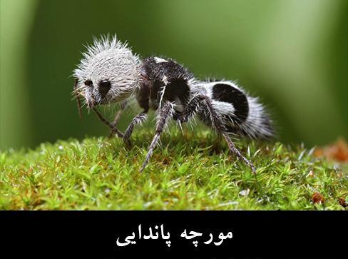عکس حیوانات عجیب و غریب
