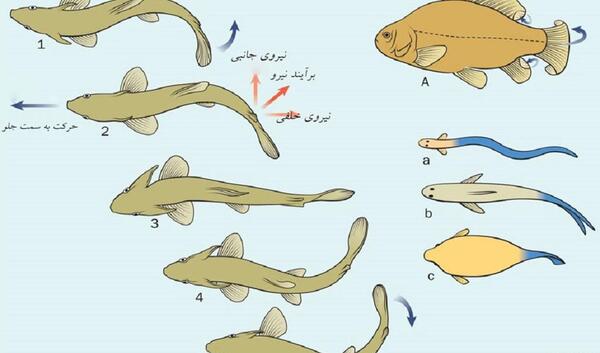 عکس آناتومی بدن ماهی