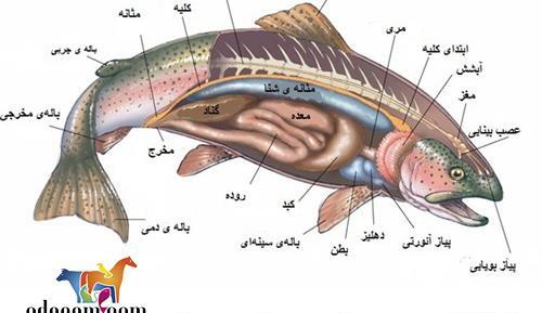 عکس آناتومی بدن ماهی