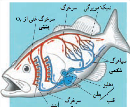 عکس آناتومی بدن ماهی