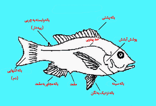 عکس آناتومی بدن ماهی