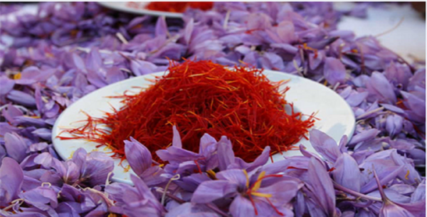 عکس زعفران ناصری