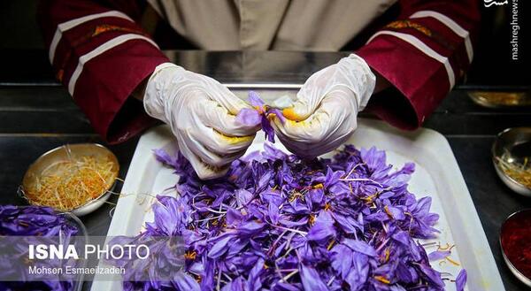 عکس زعفران ناصری