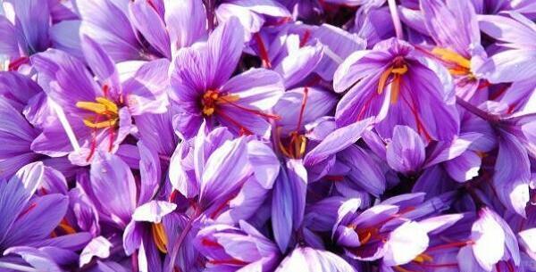 عکس زعفران ناصری