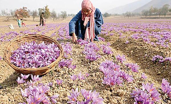 عکس زعفران ناصری