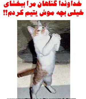 عکس گربه در حال خنده