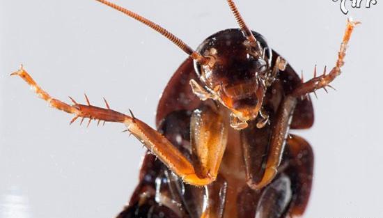 عکس سوسک و حشرات