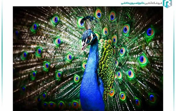 عکس سه بعدی طاووس