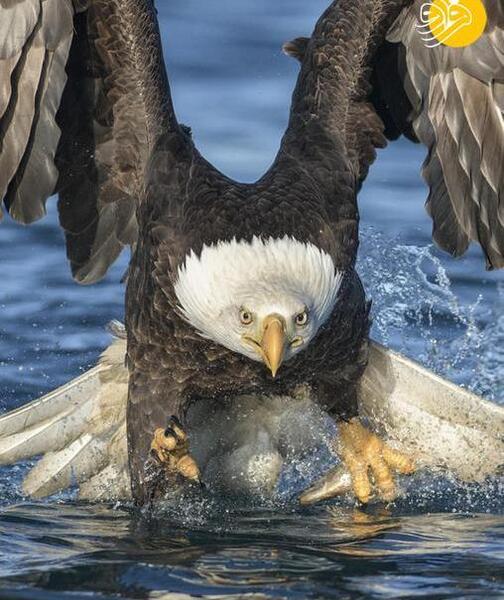 عکس عقاب عقاب