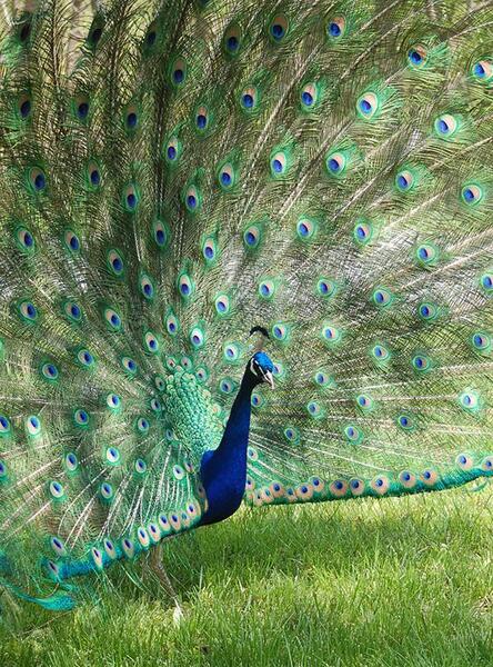 عکس طاووس خیلی خیلی خوشگل