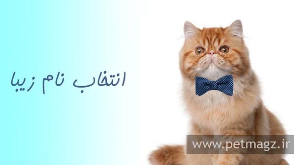 عکس گربه نر