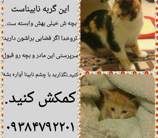 عکس گربه نر
