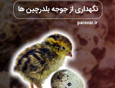 عکس بچه بلدرچین