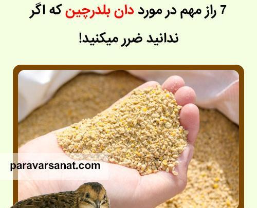 عکس بچه بلدرچین