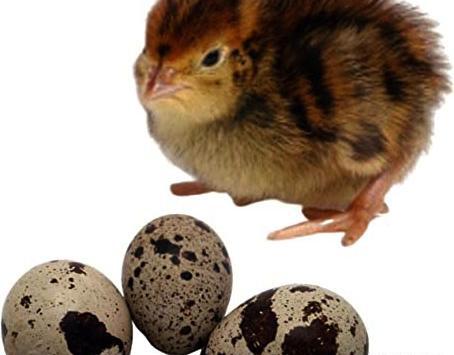 عکس بچه بلدرچین