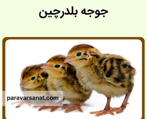 عکس بچه بلدرچین