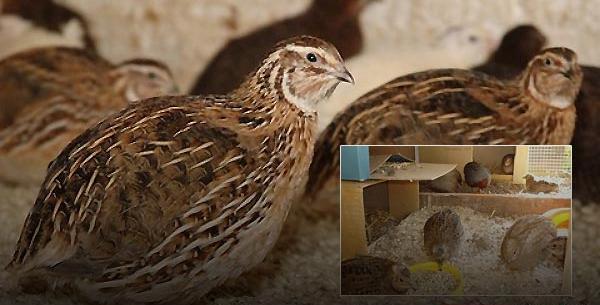عکس بچه بلدرچین