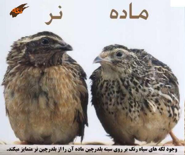 عکس بچه بلدرچین