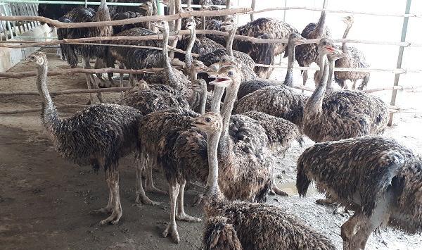 عکس جای شترمرغ