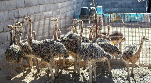 عکس جای شترمرغ