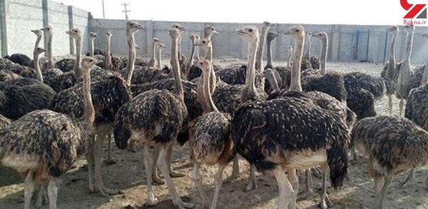 عکس جای شترمرغ