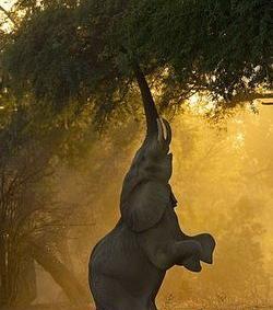 عکس حرکت فیل