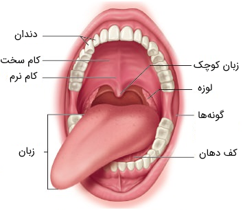 عکس داخل گلو