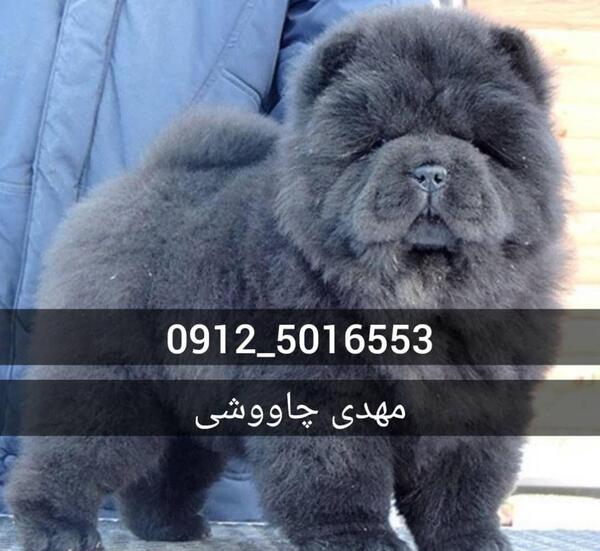 عکس سگ چاوچاو