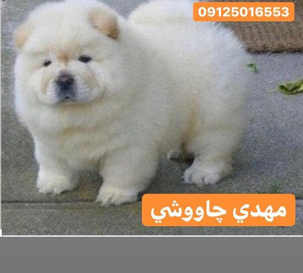 عکس سگ چاوچاو