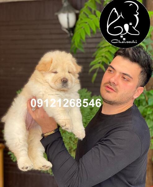 عکس سگ چاوچاو