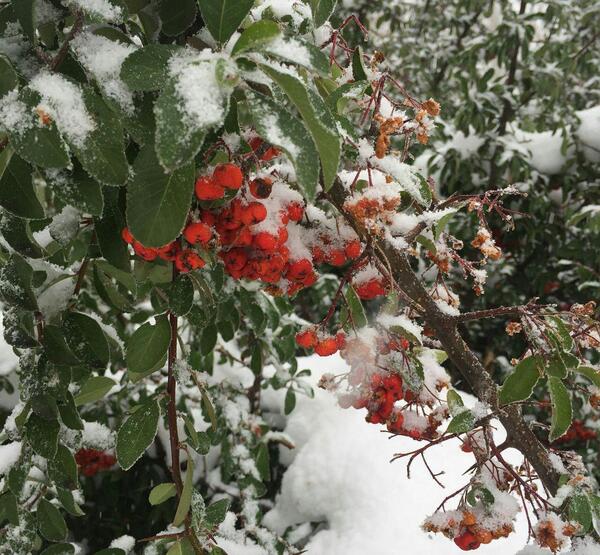 عکس زیبای طبیعت برفی