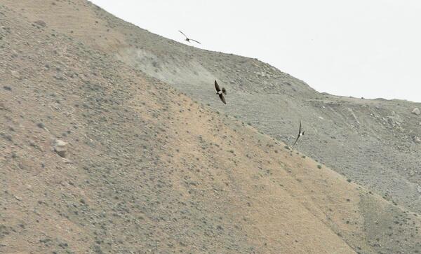 عکس روستای توچال پاکدشت