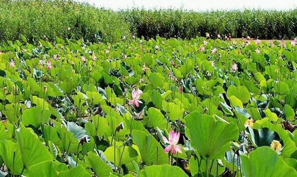 عکس جاهای دیدنی ضیابر
