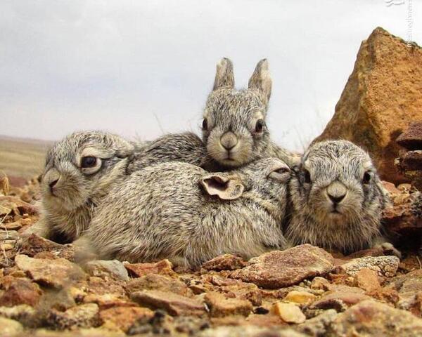 عکس خرگوش جنگی