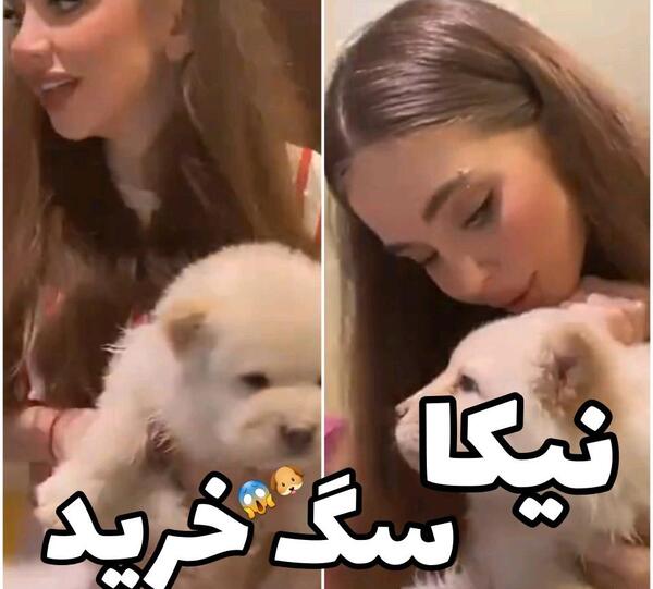 عکس سگ نیکا فلاحی در ترکیه
