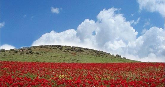 عکس های سرسبز افغانستان