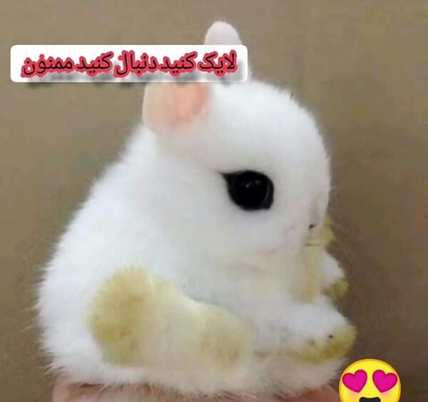 عکس خرگوش ملوس