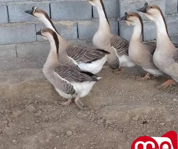 عکس قوغاز خاکستری