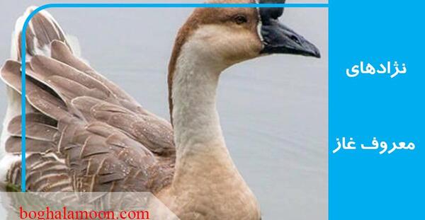 عکس قوغاز خاکستری
