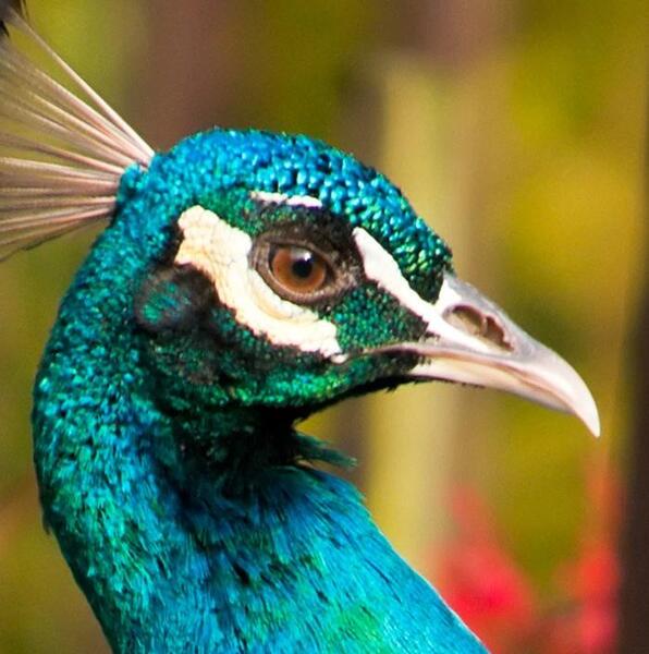 عکس طاووس با کیفیت بالا