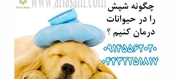 عکس شپش حیوانی