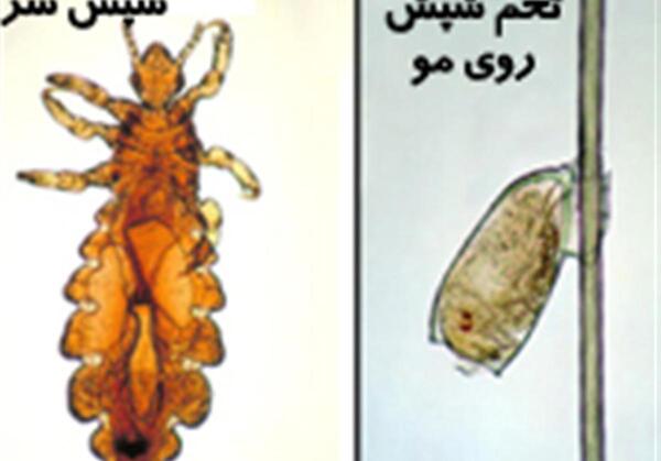 عکس شپش حیوانی