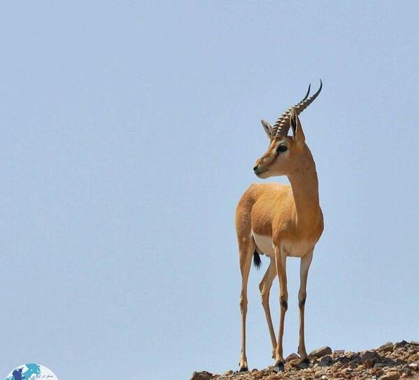 عکس شاخ اهو