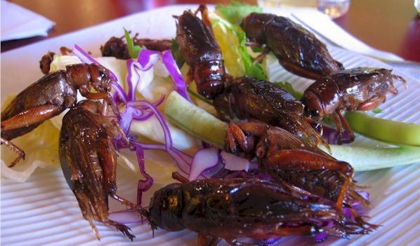 عکس غذای چینی سوسک